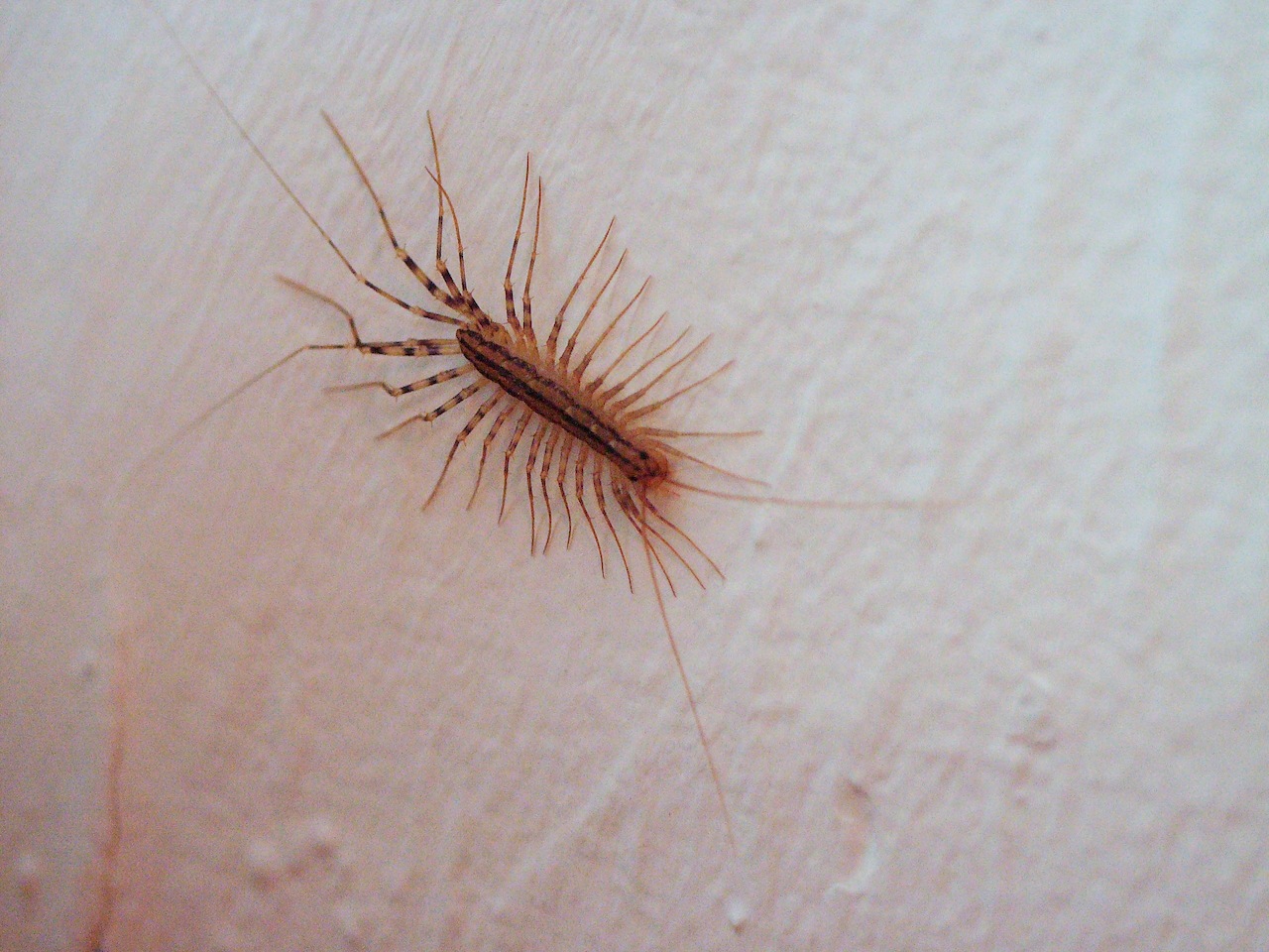 Illustration for article titled Rovarinvázió a budapesti éjszakában