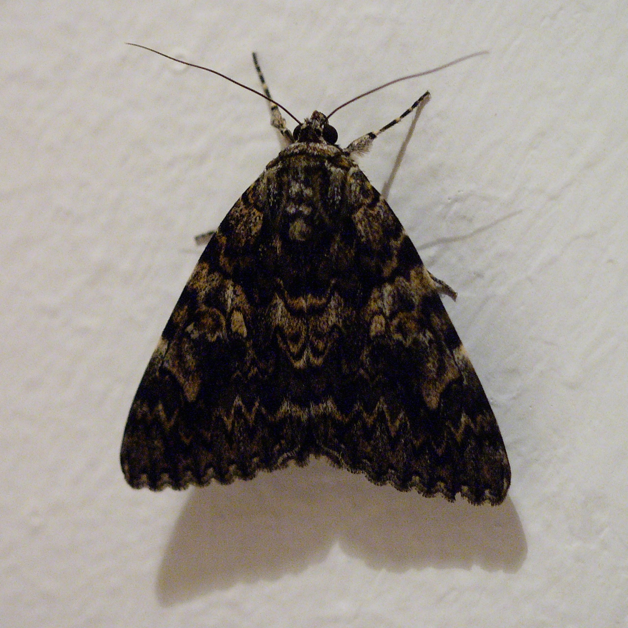 Illustration for article titled Rovarinvázió a budapesti éjszakában