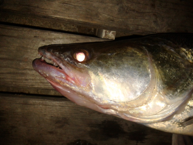 Illustration for article titled A rovarinvázió óriáshal-inváziót hozott a Dunán