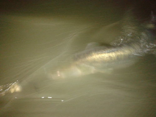 Illustration for article titled A rovarinvázió óriáshal-inváziót hozott a Dunán