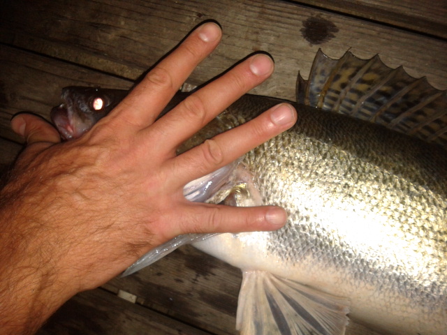 Illustration for article titled A rovarinvázió óriáshal-inváziót hozott a Dunán