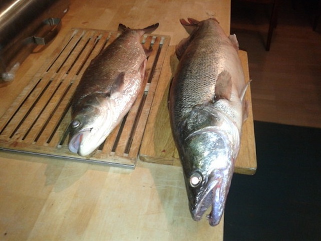 Illustration for article titled A rovarinvázió óriáshal-inváziót hozott a Dunán