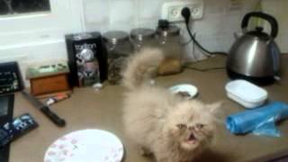 Megfagyott ereinkben a vér a táncoló zsidó macskától