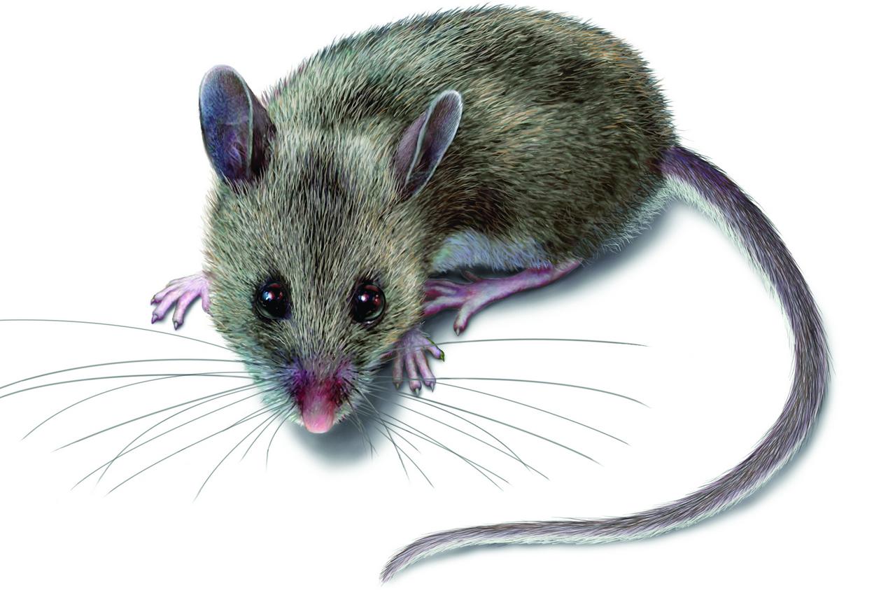 Így vált belőlem vérengző vadállat