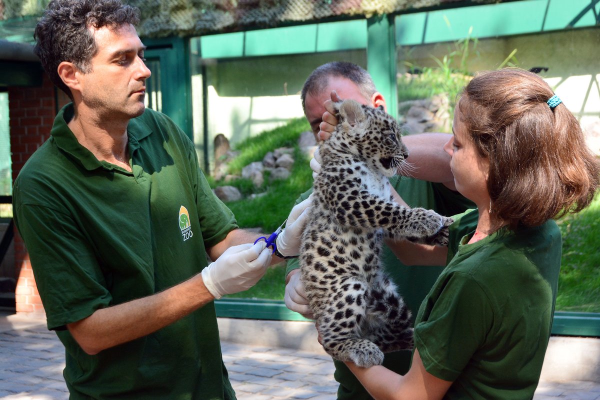 Napi cukiságbomba: Dante, a kába leopárdkölyök