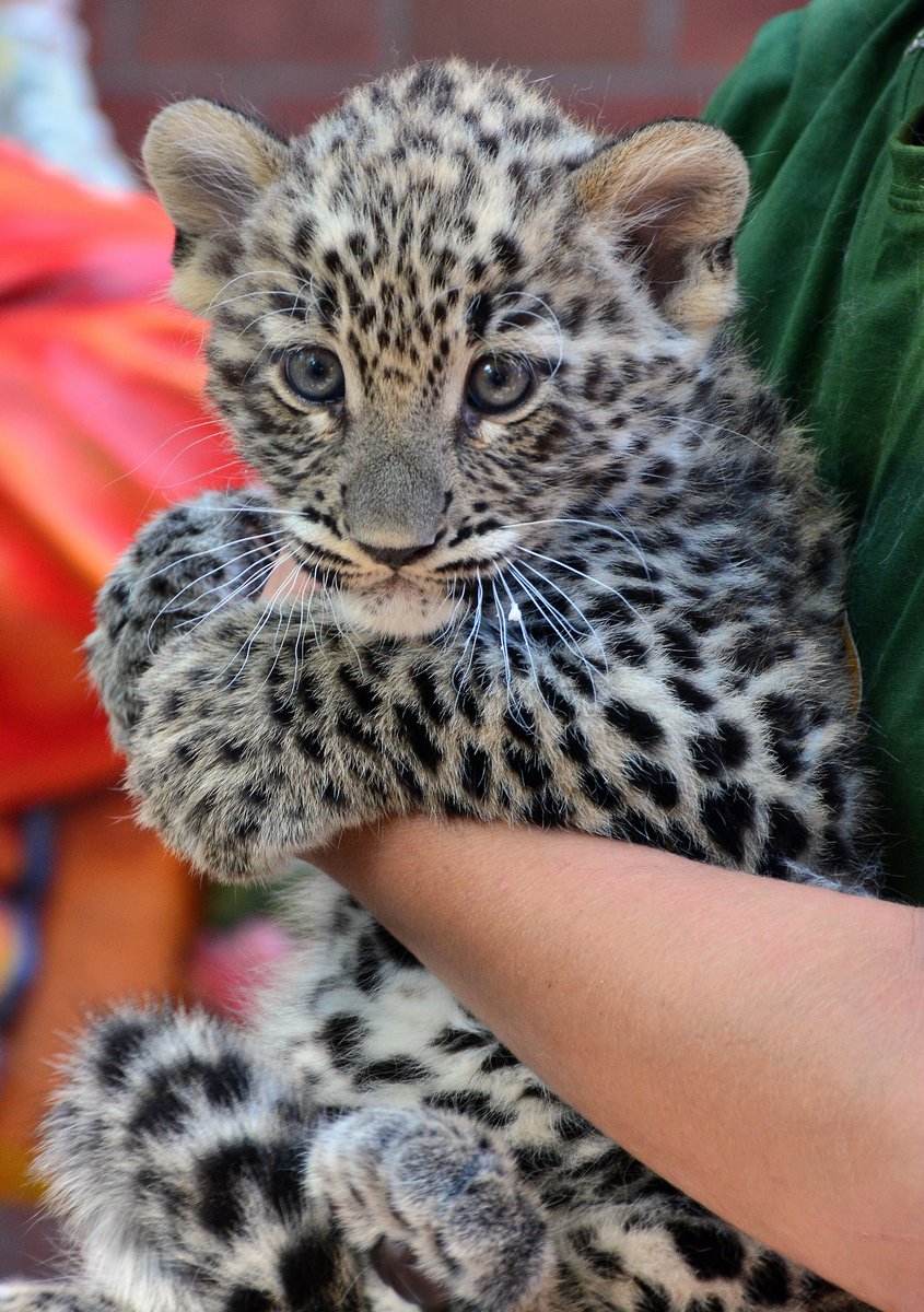 Illustration for article titled Napi cukiságbomba: Dante, a kába leopárdkölyök