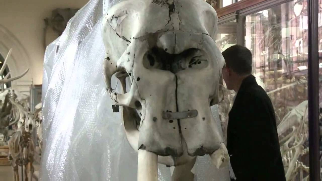 Illustration for article titled Letört ujj, levágott agyar, lepisált piszoár és szétlőtt festmény