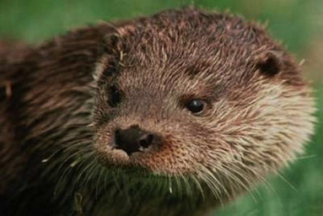 Illustration for article titled Vidrák zaklatták a csömöri alpolgármestert