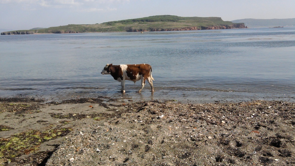 Csányi teheneinek nyálveszteségéről szól a nap sajtóközleménye!