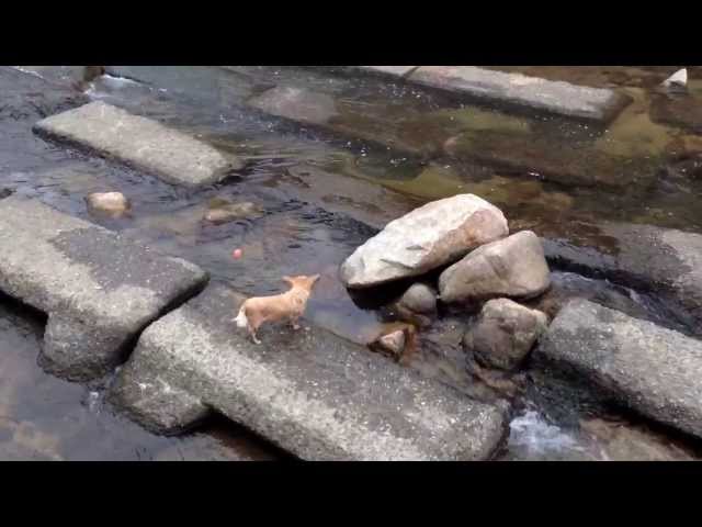 Nevetés közben sírtam a magányosan játszó rókaszerű kutyán