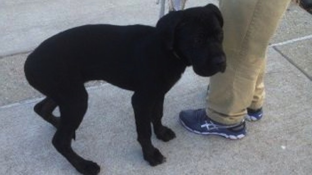 Illustration for article titled A San Francisco-öböl közepén találtak egy úszkáló kiskutyát