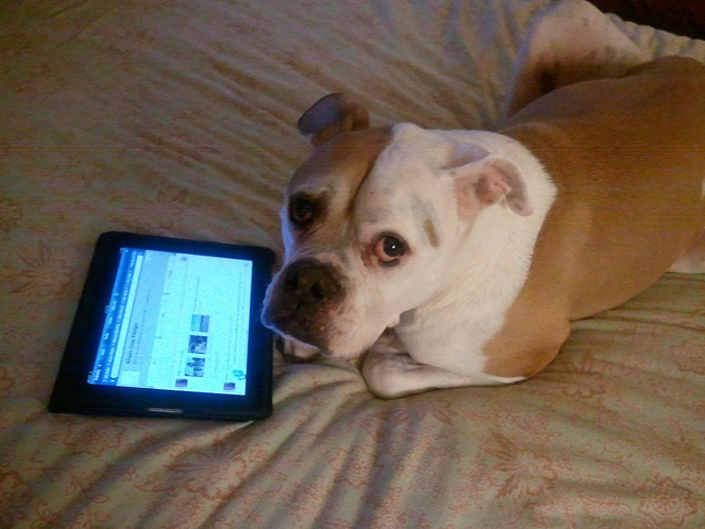 iPad-tanfolyam kutyáknak