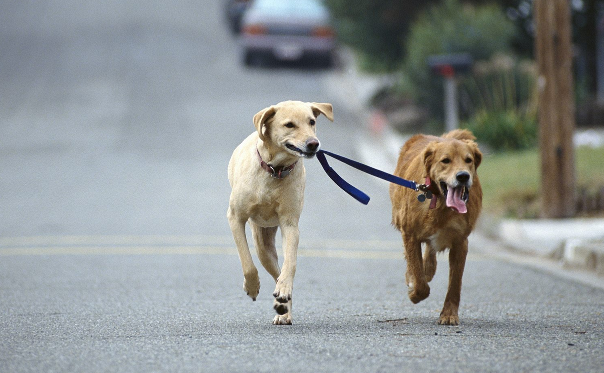 Itt a magyar álommeló