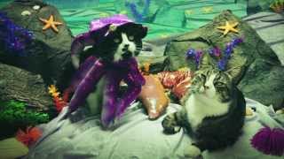 Minden idők legjobb macskás videója, hihetetlenül unott pofájú dögökkel