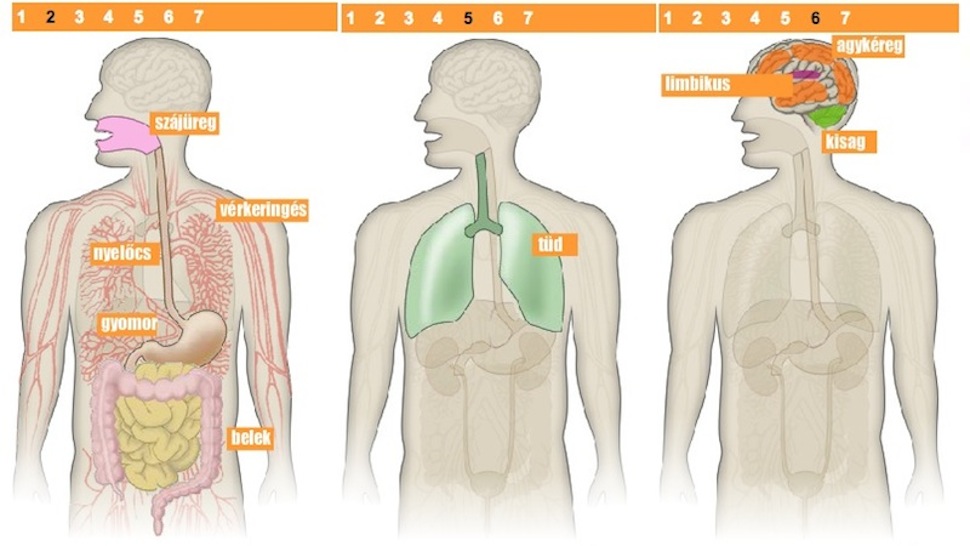 Magyarország, a tízmillió webdizájner hazája