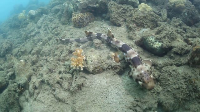 Nem úszik, a tenger fenekén sétál a júliusban felfedezett cuki cápafaj