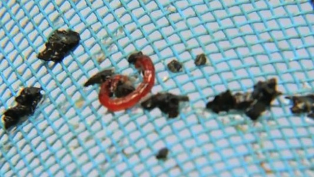 Fúj! Kukacok jöttek a csapból!