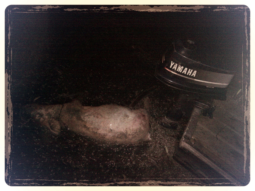 Döglött disznót fogott a Dunán a csömöri alpogármester