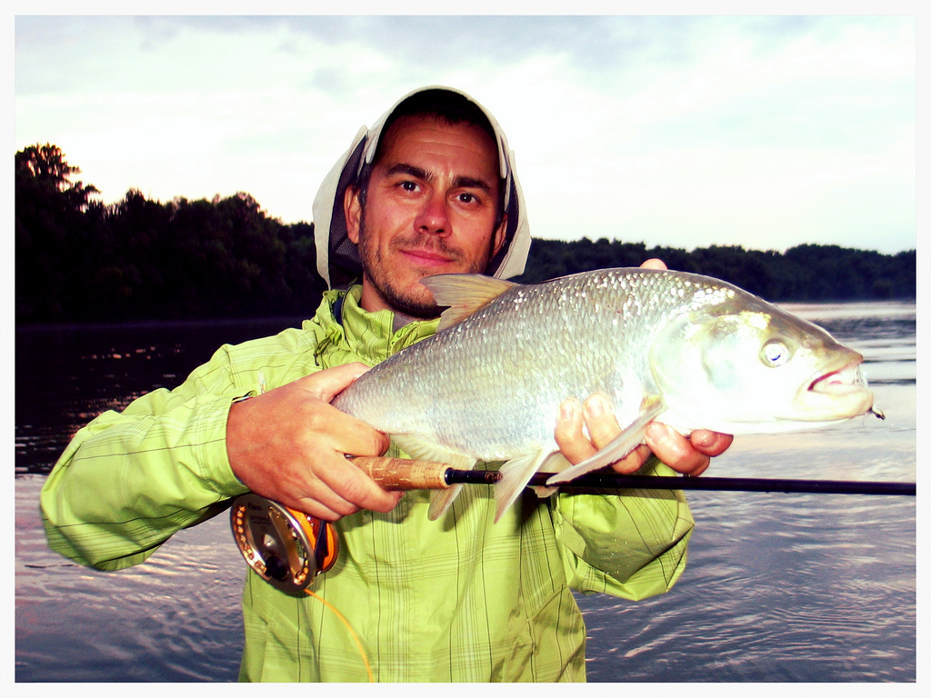 Illustration for article titled Döglött disznót fogott a Dunán a csömöri alpogármester