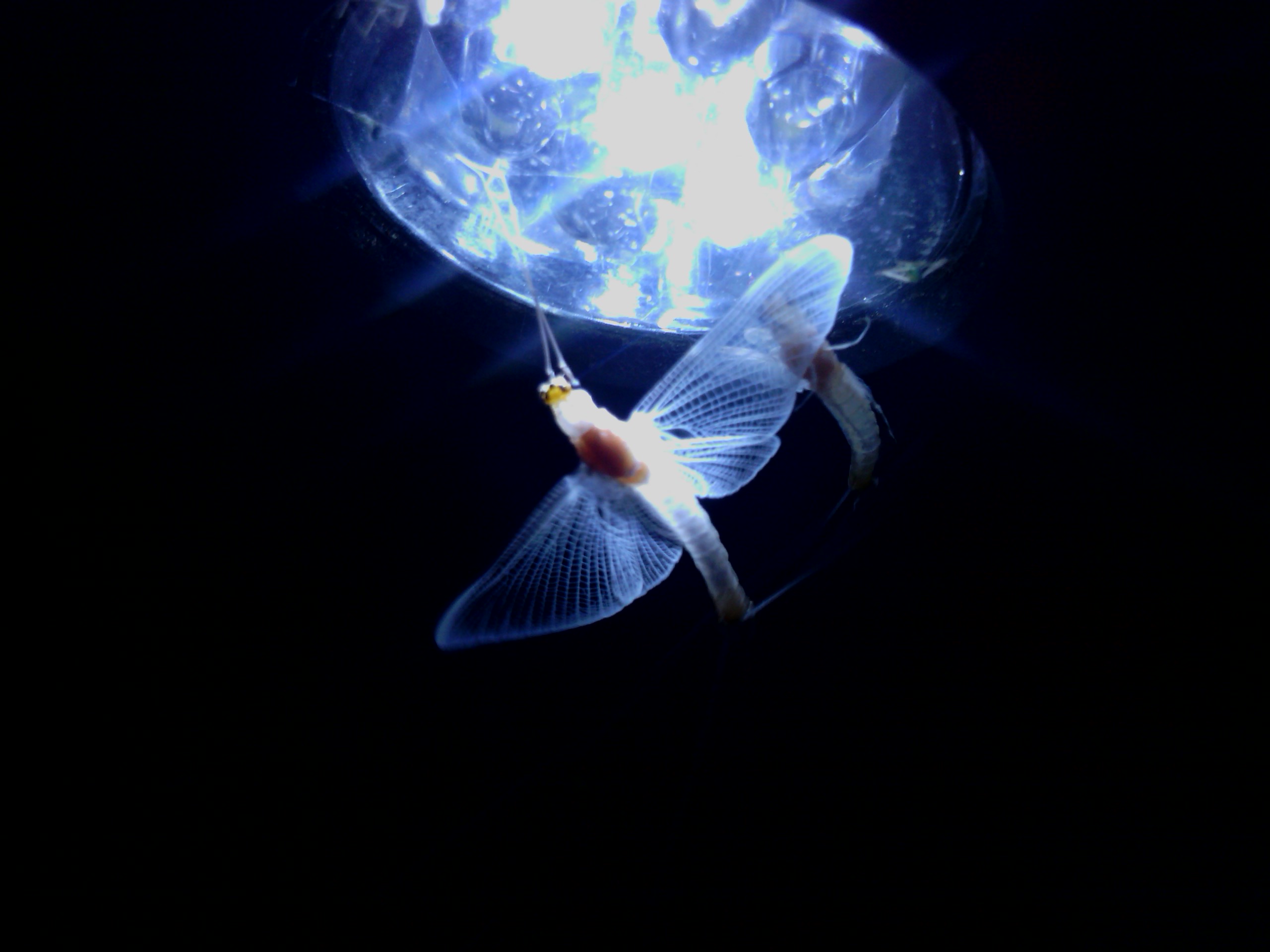 Illustration for article titled Döglött disznót fogott a Dunán a csömöri alpogármester