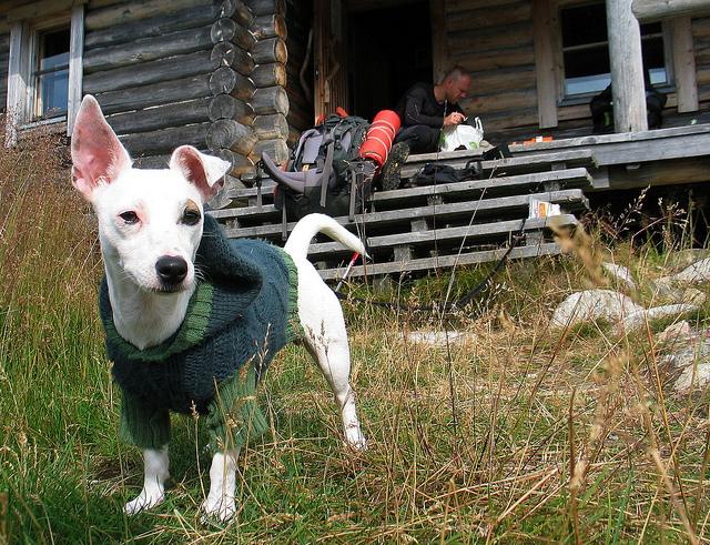 Illustration for article titled Cink exkluzív: Két magyar átgyalogolt Lappföldön, szörnyű szenvedések árán