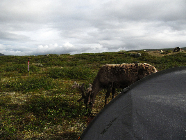 Illustration for article titled Cink exkluzív: Két magyar átgyalogolt Lappföldön, szörnyű szenvedések árán