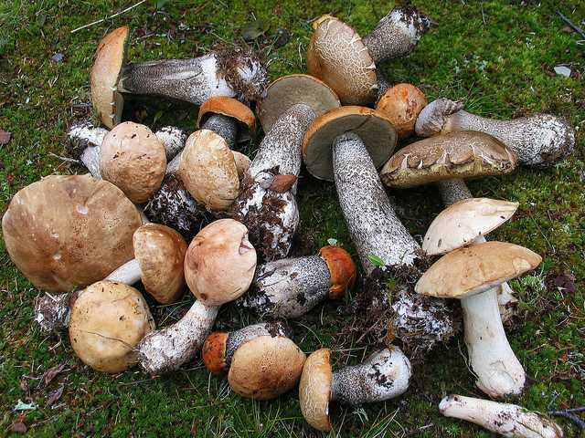 Illustration for article titled Cink exkluzív: Két magyar átgyalogolt Lappföldön, szörnyű szenvedések árán