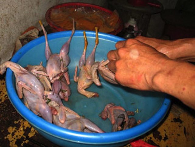 Illustration for article titled Megette egy egyiptomi család a magyar kémgólyát