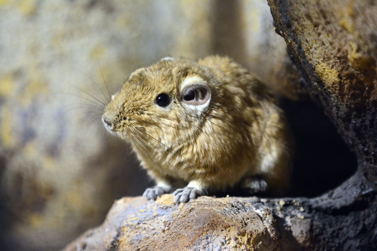 Megérkezett az állatkertbe a drogosok réme, a gundi