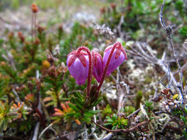 Illustration for article titled Ez a fehér színű rénszarvas rendkívül pofátlan volt