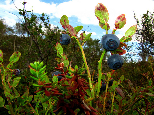 Illustration for article titled Ez a fehér színű rénszarvas rendkívül pofátlan volt