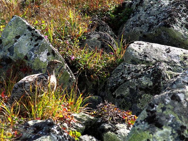 Illustration for article titled Ez a fehér színű rénszarvas rendkívül pofátlan volt