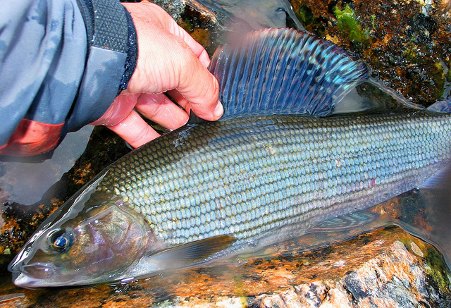 Illustration for article titled Ez a fehér színű rénszarvas rendkívül pofátlan volt