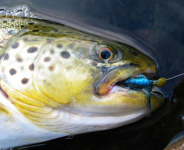 Illustration for article titled Ez a fehér színű rénszarvas rendkívül pofátlan volt