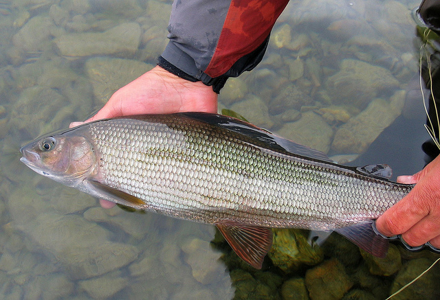 Illustration for article titled Ez a fehér színű rénszarvas rendkívül pofátlan volt