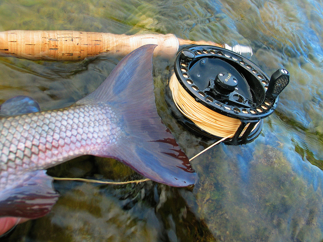 Illustration for article titled Ez a fehér színű rénszarvas rendkívül pofátlan volt