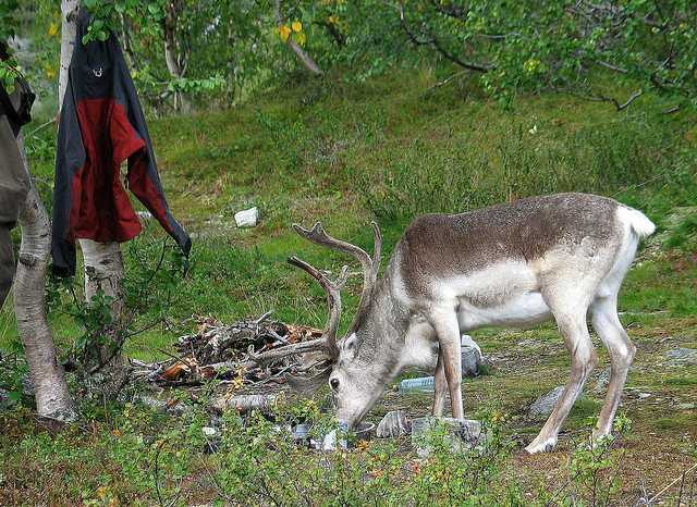 Illustration for article titled Ez a fehér színű rénszarvas rendkívül pofátlan volt