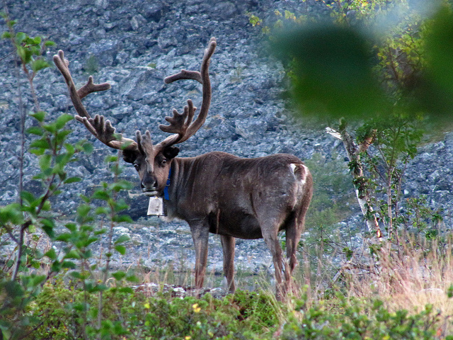 Illustration for article titled Ez a fehér színű rénszarvas rendkívül pofátlan volt