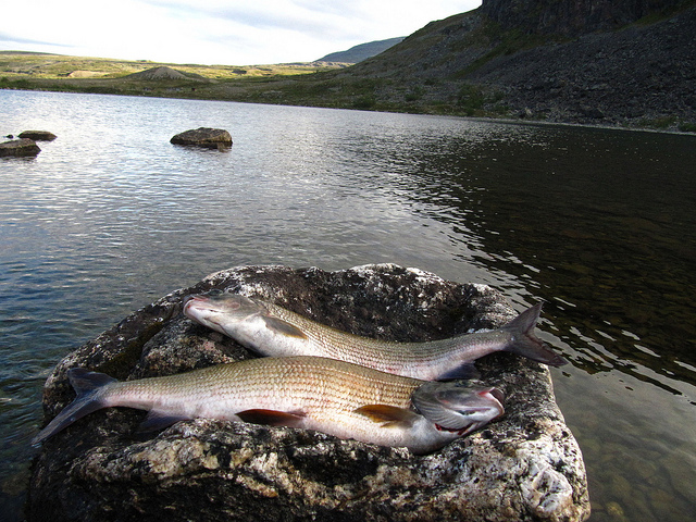 Illustration for article titled Ez a fehér színű rénszarvas rendkívül pofátlan volt