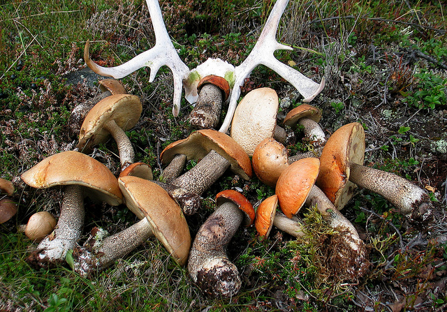 Illustration for article titled Ez a fehér színű rénszarvas rendkívül pofátlan volt