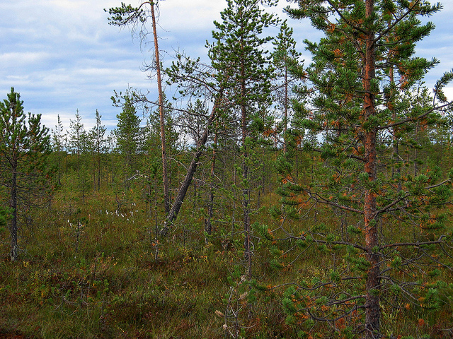 Illustration for article titled Ez a fehér színű rénszarvas rendkívül pofátlan volt