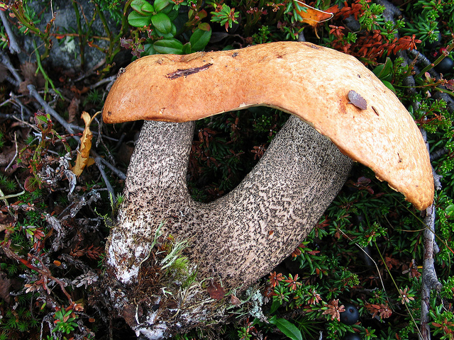 "Ez a fehér színű rénszarvas rendkívül pofátlan volt"