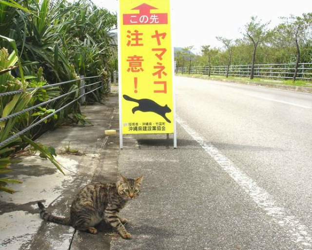 Illustration for article titled Szuper cuki közlekedési táblák: vigyázz macskaveszély!