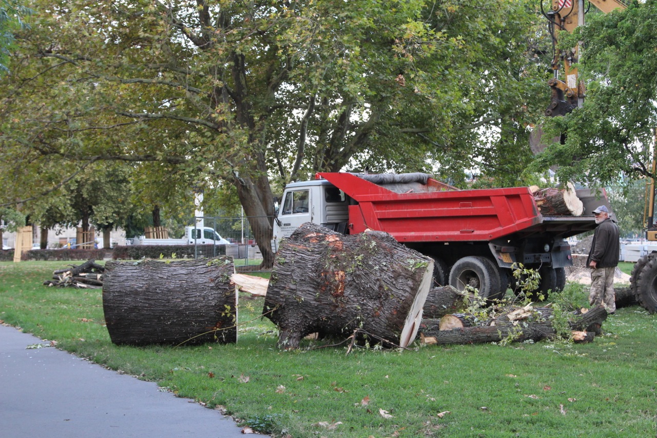 Kivágták az egész Belváros egyik legnagyobb, egészséges fáját