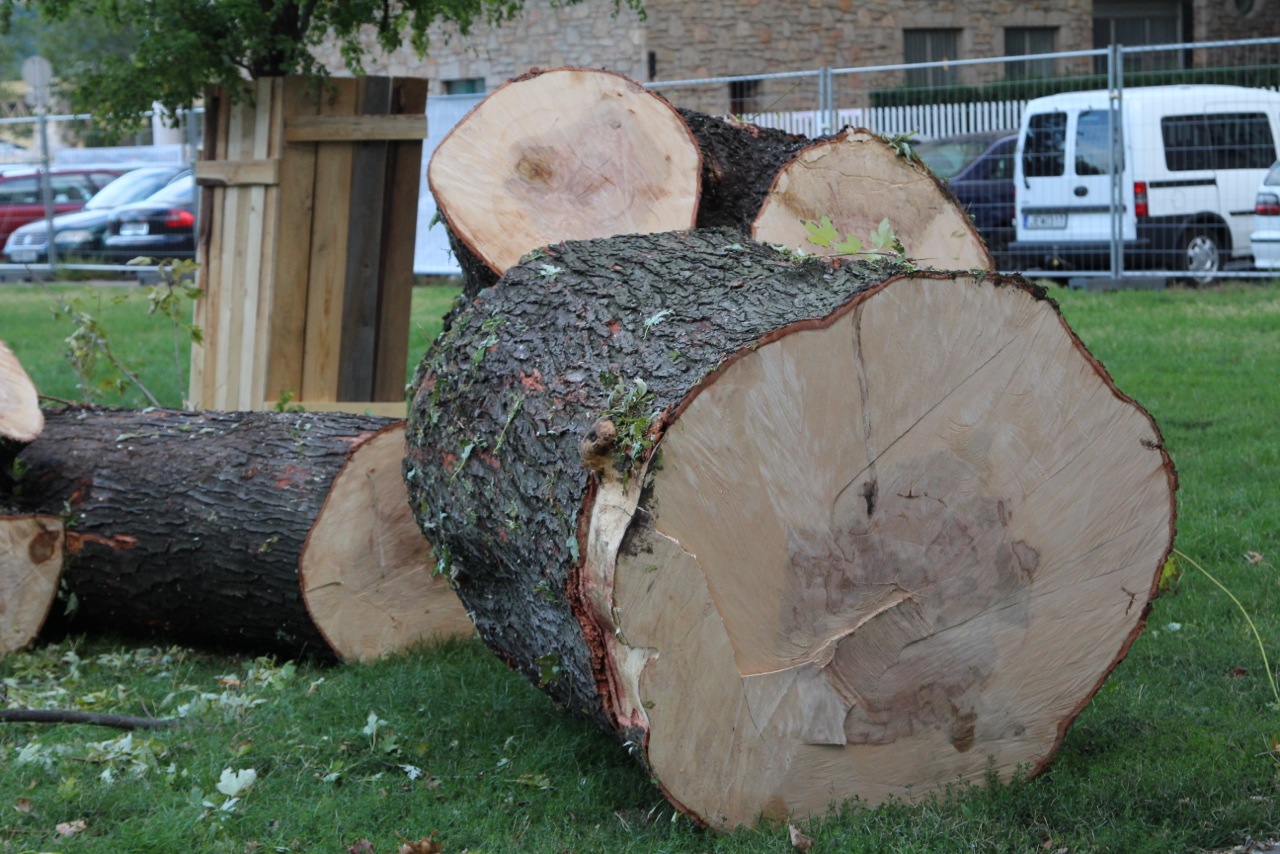 Illustration for article titled Kivágták az egész Belváros egyik legnagyobb, egészséges fáját