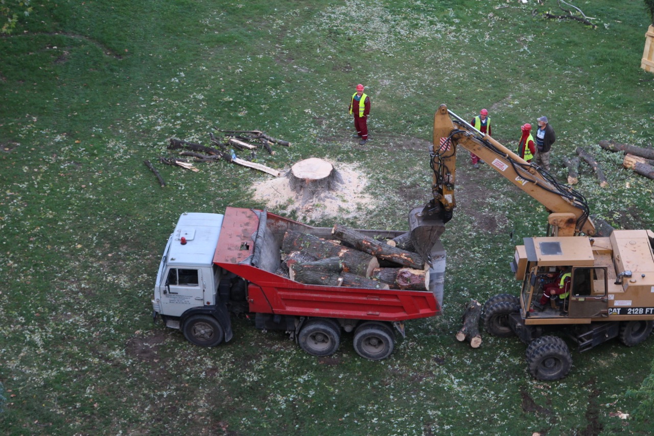 Illustration for article titled Kivágták az egész Belváros egyik legnagyobb, egészséges fáját