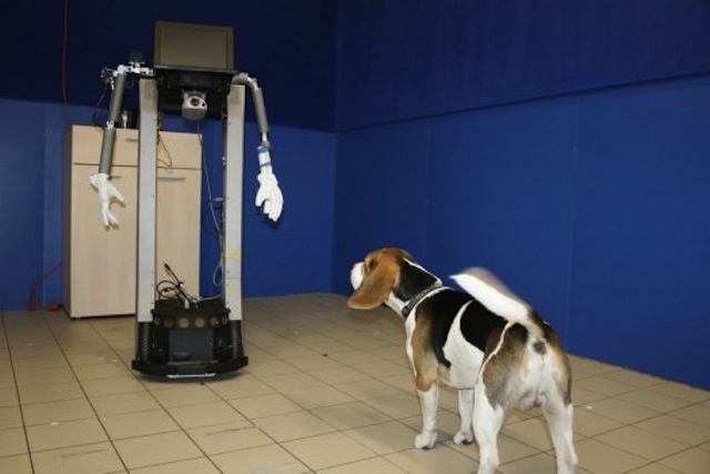 Illustration for article titled Egy magyar csaj elképesztő felfedezése kutyákról és robotokról