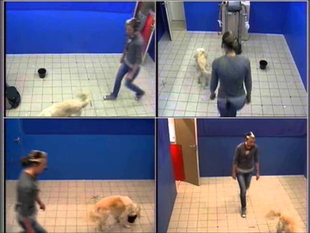 Egy magyar csaj elképesztő felfedezése kutyákról és robotokról