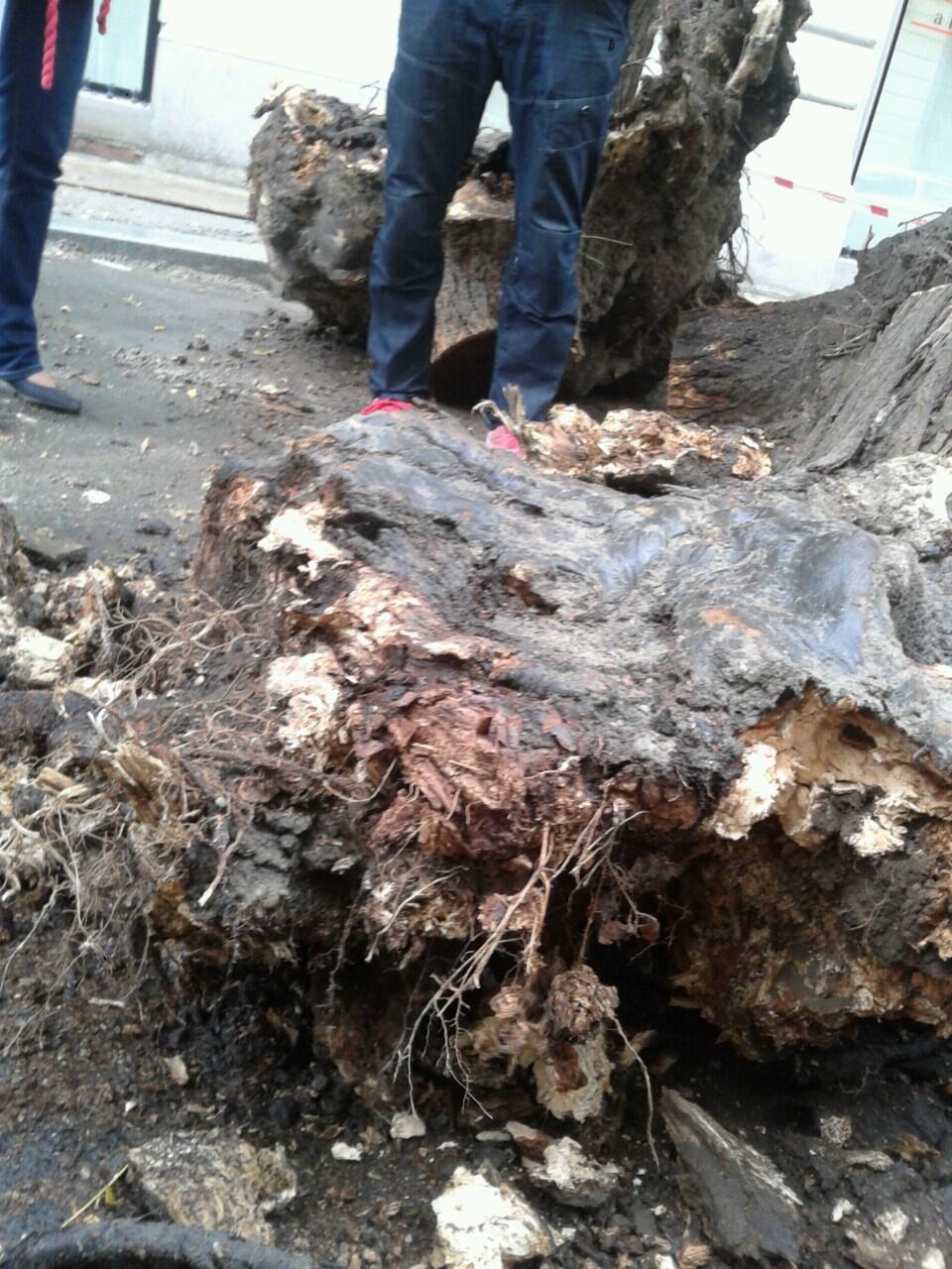 Illustration for article titled Ez tényleg a tízmillió faszakértő országa