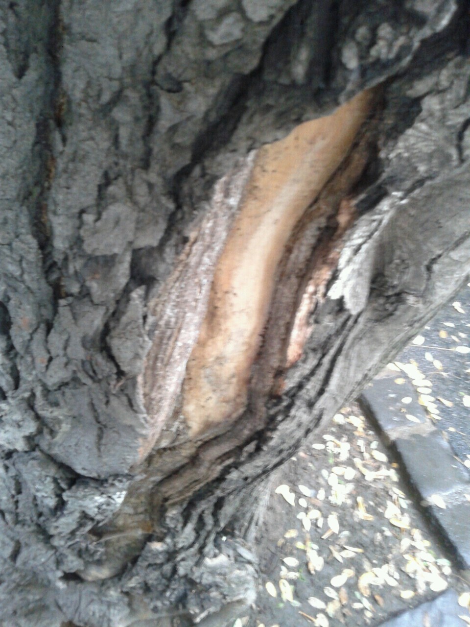 Illustration for article titled Ez tényleg a tízmillió faszakértő országa